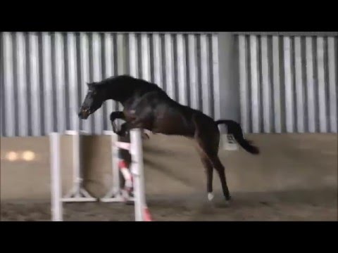 Holsteiner Wallach von Quidado (Quidam de Revel) - Contender