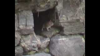 preview picture of video 'A rat in Bantry'