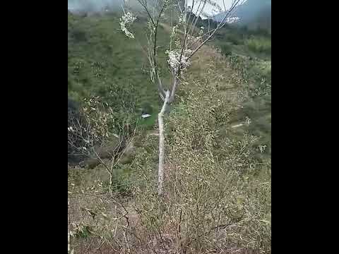 ¡Devastador! Incendio arrasa con 28 hectáreas de reserva natural y cultivos en Quinchía, Risaralda