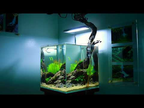 Manzanita Tree Aquarium Aquascape (Update)