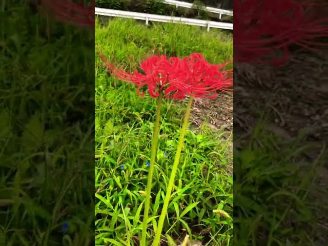 Vídeo relacionado con Calcifer 3 tallos de lirios de araña rojos, flores artificiales de Lycoris (rojo)