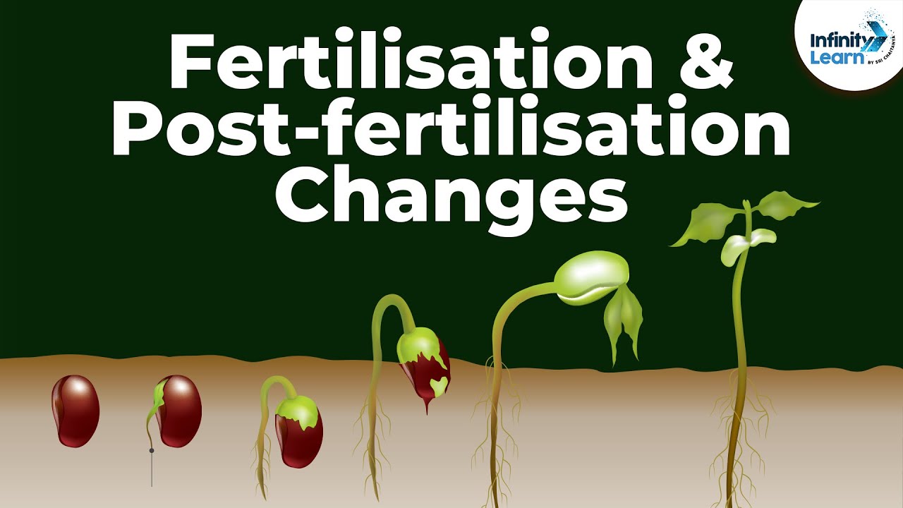 Fertilisation and Post-fertilisation Changes in the Flower | Don't Memorise