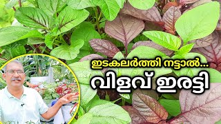 Edakalarthi Cheera Nattal... | How do you increase Spinach Yield? | Krishi Tips Malayalam | Cheera