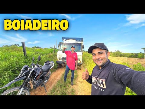 DIRIGINDO O CAMINHÃO DO MEU PAI. FRETE DE BOI.