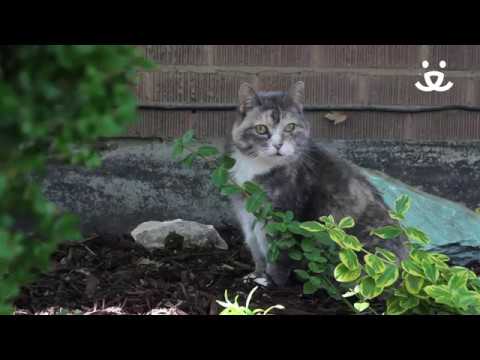 How to keep cats off my yard and out of my garden - Best Friends Animal Society