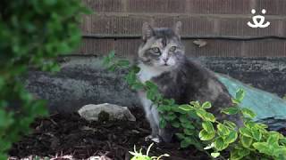 How to keep cats off my yard and out of my garden - Best Friends Animal Society