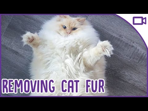 The BEST Ways to Remove Cat Hair from Clothes and Furniture!