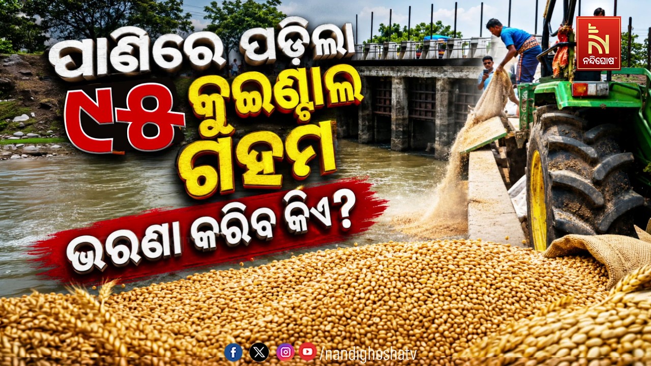 ପାଣିରେ ପଡିଲା ୯୫ କ୍ବିଣ୍ଟାଲ ଗହମ :ଭରଣା କରିବ କିଏ ? NandighoshaTV
