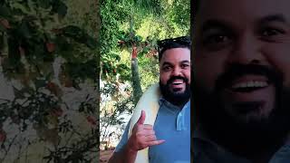 Cobra piton mais encontrado na Ásia e na África essa é uma cobra brasileira #shorts