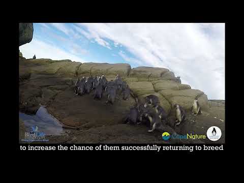 Over 100 African Penguins Released at De Hoop Nature Reserve During the Past Two Years