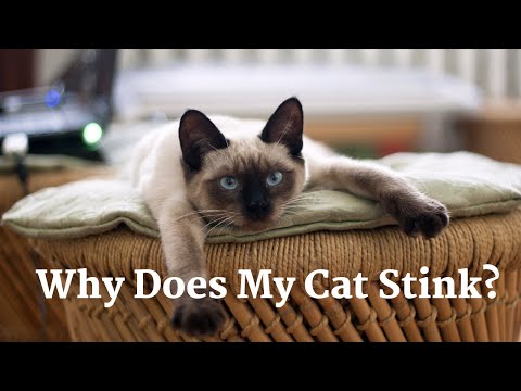 Why Does My Cat Stink