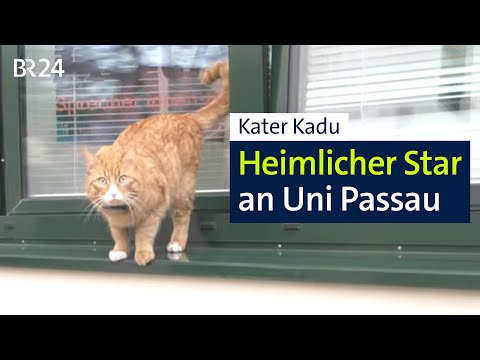 Tomcat at the university: Kadu roams the campus in Passau | Abendschau | BR24