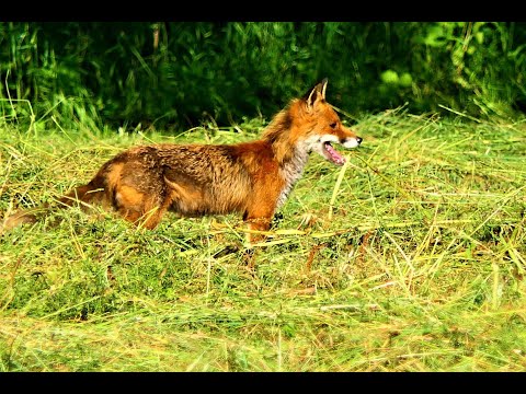 schlaue Füchse auf Beutejagd