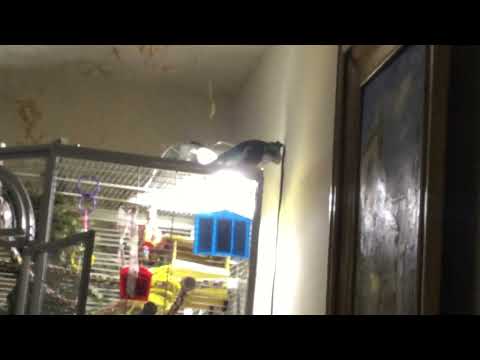 Stratus, the pied faced cockatiel, sing peek a boo