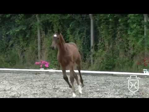 Helma *2015 Holsteiner filly by Contendro I - Casall - Capitol