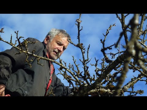 Salzdirndl.com – Der Obstbaumkenner, Franz Gassenbauer