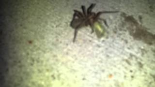 Spider and cricket reproduction