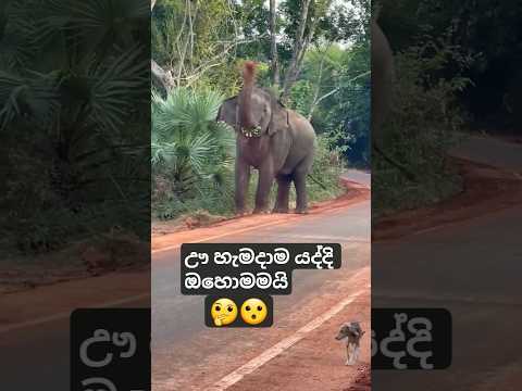 හැමදාම කරන එකනෙ පුදුමෙ 🤔😮 | Eliphant  |#short