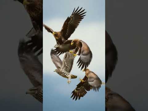 Israel being Attacked According to Jeremiah 12