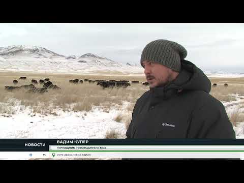 "Семечки" с рогами: в Хакасии живёт необычное стадо