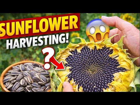 What Happens If You Harvest Sunflower Too Early?