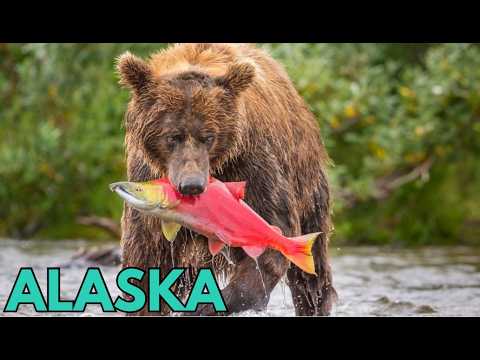 Dzika Alaska - Kraina Niedźwiedzi i Łososi. Film Przyrodniczy