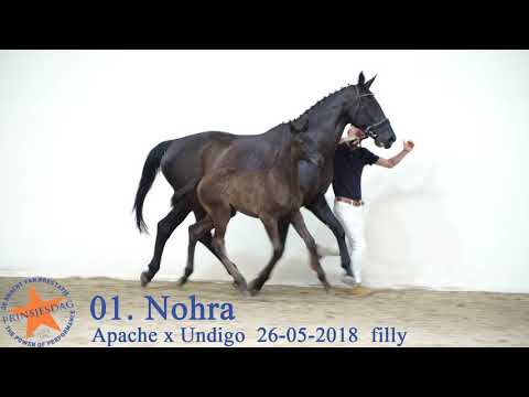 01 Nohra v. Apache x Undigo www.prinsjesdag.eu