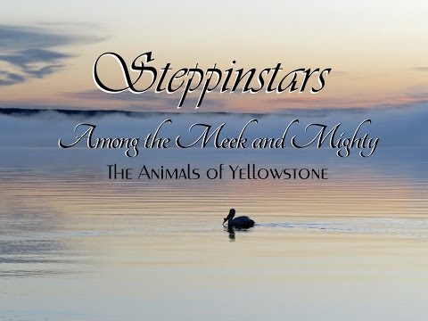Yellowstone - wildlife - Steppinstars - Among the Meek and Mighty - family - travel - nature