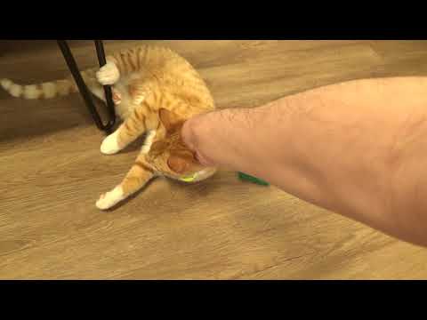 More playfulness from Catffeinated's Coop