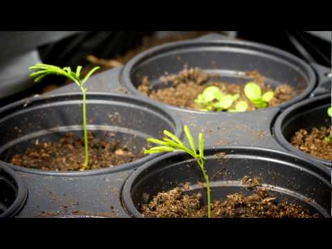 Dancing Plants Yopo Time-lapse