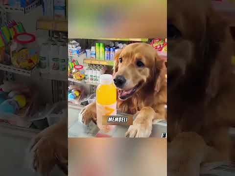 🐶💔 Anjing Setia yang Tak Pernah Dihargai 💸🍗 #shorts