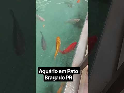 Pato Bragado  ... #natureza