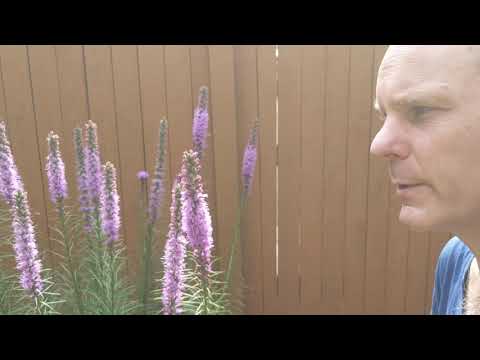 Liatris spicata "Blazing Star" or "Gay Feather"