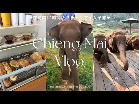 [Vlog tailandês] Uma viagem de um dia a Chiang Mai foi incrível🤣 | Café com um elefante🐘 | Estrela Michelin🎖️Restaurante famoso Khao Soi | Viagem à Tailândia 치앙마이 Chiengmai