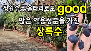 울타리나무로 좋은 광나무 열매인 여정자의 효능