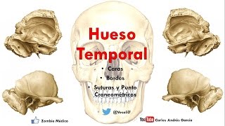 Anatomía - Hueso Temporal (Escama, Peñasco, Procesos Mastoideos)