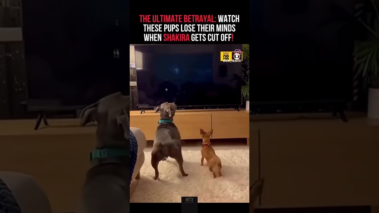 Turn the TV On!  😂 #kendricklamarvoice