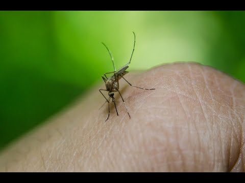 Lyambliya e dermatite seboreyny Indicatori di sangue alla presenza di parassiti