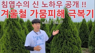 침엽수 겨울철 가뭄 피해 극복기!! 대 공개 합니다!! 침엽수의 신은 어떻게 자연 재해를 이겨냈을까요 ?? …