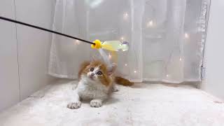 サイベリアンの動画01