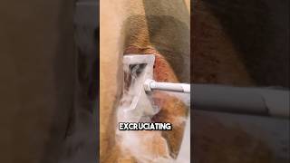 Download lagu Most humane way to brand cows 😱 #shorts mp3