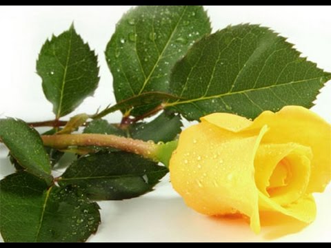 Robi : Sárga rózsa