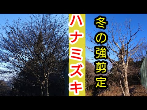 ハナミズキを正しく剪定する 植物