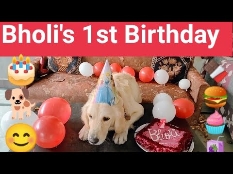 Bholi🐕celebrate🎉Her First Birthday🎂 #goldenretrieverdog #birthdayvlog  #Homemadecake #dogvlog #party