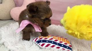 ハーフ犬の動画01