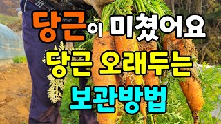 당근수확시기 알수 있는 방법 / 당근보관방법 꿀팁 / 대박 큰 몽둥이 당근