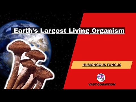 Earth's Largest Living Organism: The Giant Fungus