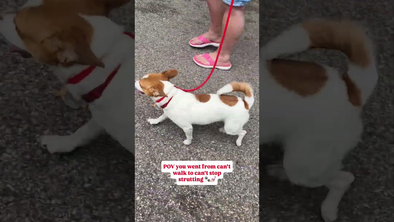 Addie, a ADOPTABLE mixed breed in Houston, TX video 6/6