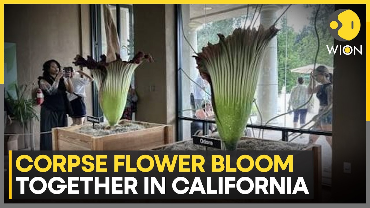 California: Rare Double Corpse Flower Bloom Caught on Camera | WION