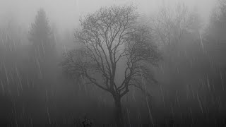 Som de CHUVA FORTE na FLORESTA - Barulho de CHUVA PESADA Para Dormir Rapido | ASMR CHUVA 